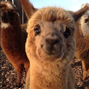 Meet your Posher, Alexandra